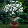 Iceberg Rose Tree -Plant Seed Store Iceberg Roses 600x600 e75374dc 3f81 4fe6 acda e6186e7eadfc