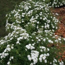 Icy Drift® Rose -Plant Seed Store Icy Drift Rose 1 FGT