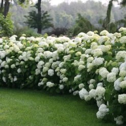 Incrediball® Hydrangea Shrub 8 Incrediball® Hydrangea Shrub -Plant Seed Store Incrediball Hydrangea 1 FGT