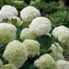 Incrediball® Hydrangea Shrub 2 Incrediball® Hydrangea Shrub -Plant Seed Store Incrediball Hydrangea FGT 600x600 db11fa34 d7f4 42e8 b522 b771f9dfae02