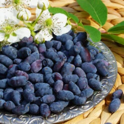 Indigo Treat Haskap (Honeyberry) 9 Indigo Treat Haskap (Honeyberry) -Plant Seed Store Indigo Treat Hascap 1