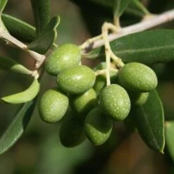Italian Olive Tree -Plant Seed Store Italian Olive Tree 2 450w