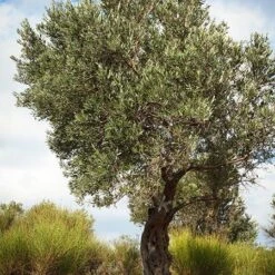 Italian Olive Tree -Plant Seed Store Italian Olive Tree 3 450W