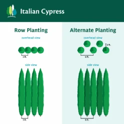 Italian Cypress -Plant Seed Store ItalianCypress