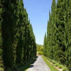 Italian Cypress -Plant Seed Store Italian Cypress 1 FGT