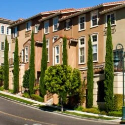 Italian Cypress -Plant Seed Store Italian Cypress 3 FGT