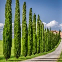Italian Cypress -Plant Seed Store Italian Cypress 6 FGT