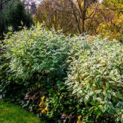 Ivory Halo Dogwood Shrub 9 Ivory Halo Dogwood Shrub -Plant Seed Store Ivory Halo Dogwood 2