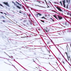 Ivory Halo Dogwood Shrub 8 Ivory Halo Dogwood Shrub -Plant Seed Store Ivory Halo Dogwood 4