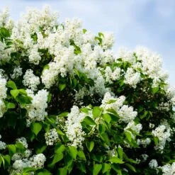Ivory Silk Japanese Lilac Tree 10 Ivory Silk Japanese Lilac Tree -Plant Seed Store Ivory Silk Lilac 1