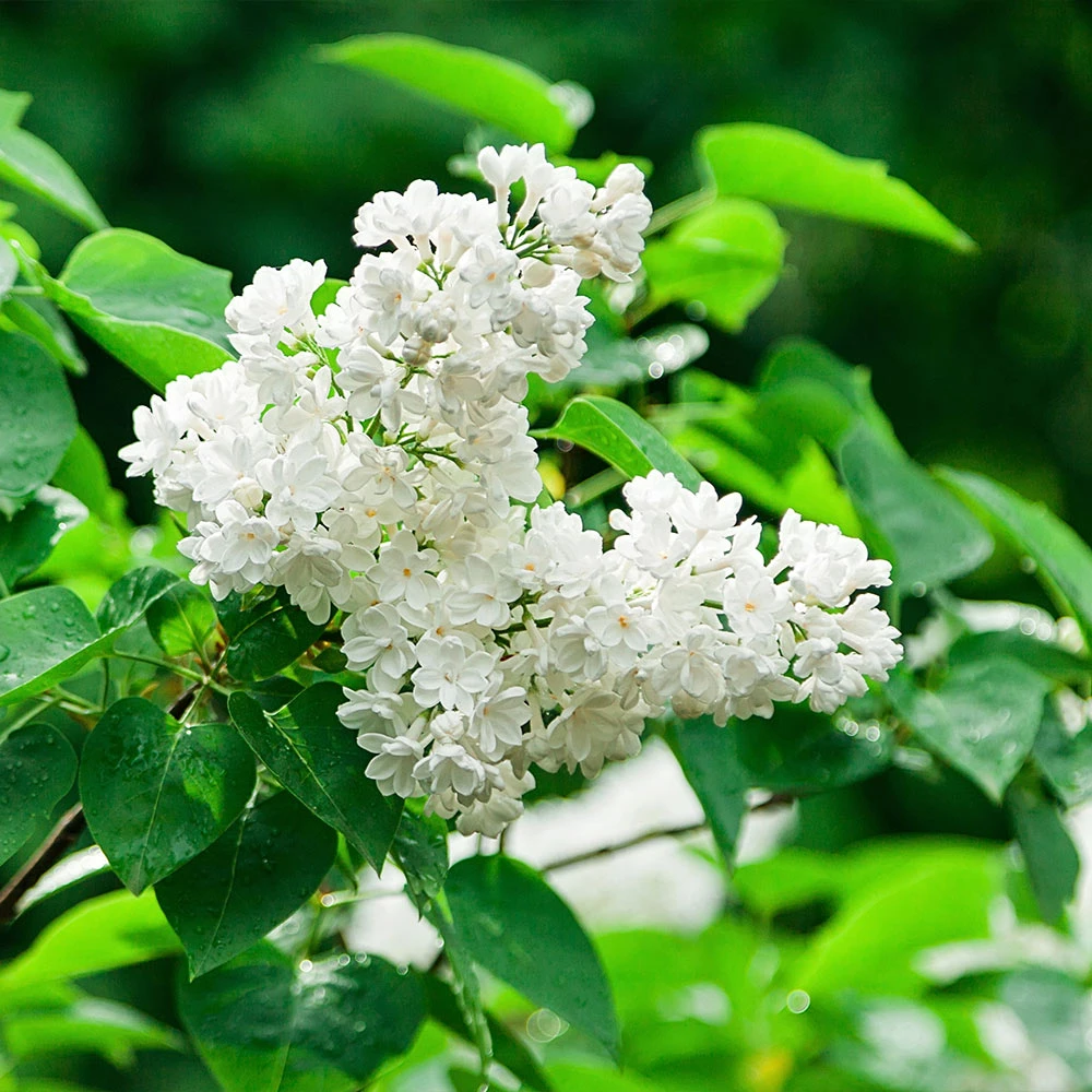 Ivory Silk Japanese Lilac Tree 7 Ivory Silk Japanese Lilac Tree - Image 5