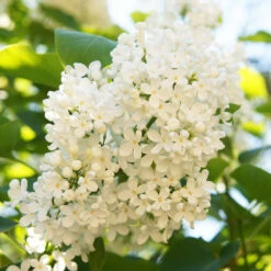 Ivory Silk Japanese Lilac Tree 9 Ivory Silk Japanese Lilac Tree -Plant Seed Store Ivory Silk Lilac 4