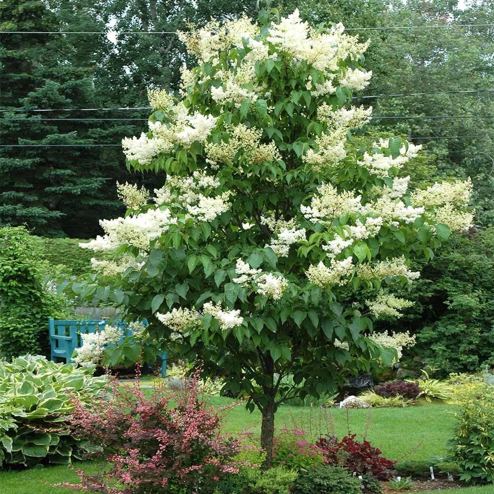 Ivory Silk Japanese Lilac Tree 4 Ivory Silk Japanese Lilac Tree - Image 2