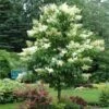 Ivory Silk Japanese Lilac Tree -Plant Seed Store Ivory Silk Lilac 600x600 d6c141fb 9a23 47bf 8d02 1dc916db7bc9