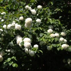 Japanese Snowball Bush -Plant Seed Store Japanese VIburnum 2 FGT