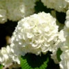 Japanese Snowball Bush -Plant Seed Store Japanese VIburnum FGT 600x600 57eb5798 f201 407e b4b4 50700890e124