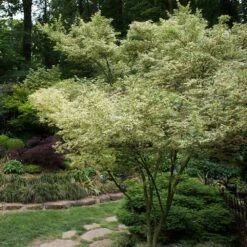 Butterfly Japanese Maple Tree -Plant Seed Store Japanese Maple BUtterfly 1