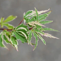 Butterfly Japanese Maple Tree -Plant Seed Store Japanese Maple BUtterfly 2