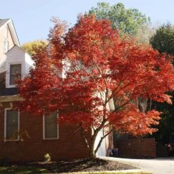 Red Japanese Maple Tree -Plant Seed Store Japanese Maple Red 2