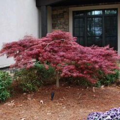 Red Dragon Japanese Maple Tree -Plant Seed Store Japanese Maple Red Dragon 2 FGT