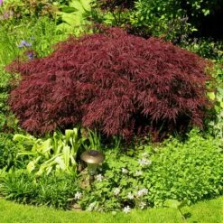 Red Dragon Japanese Maple Tree -Plant Seed Store Japanese Maple Red Dragon 3 FGT