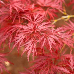 Red Dragon Japanese Maple Tree -Plant Seed Store Japanese Maple Red Dragon 5