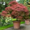 Red Dragon Japanese Maple Tree 1 Red Dragon Japanese Maple Tree -Plant Seed Store Japanese Maple Red Dragon FGT 600x600 4c1943ed 054e 4668 8169 4d8f59e29b59