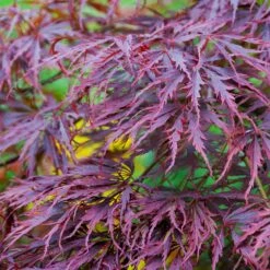 Tamukeyama Japanese Maple Tree -Plant Seed Store Japanese Maple Tamukayama 3