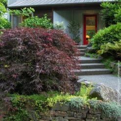 Tamukeyama Japanese Maple Tree -Plant Seed Store Japanese Maple Tamukayama 4