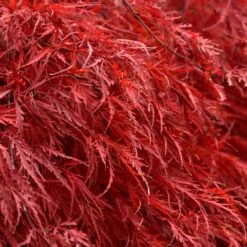 Tamukeyama Japanese Maple Tree -Plant Seed Store Japanese Maple Tamukayama 5