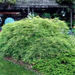 Weeping Japanese Maple 'Viridis' Tree 10 Weeping Japanese Maple 'Viridis' Tree -Plant Seed Store Japanese Maple Virdis 3 FGT