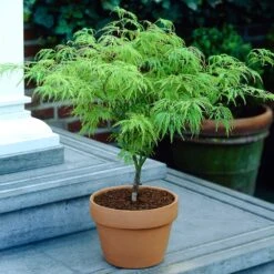 Weeping Japanese Maple 'Viridis' Tree 13 Weeping Japanese Maple 'Viridis' Tree -Plant Seed Store Japanese Maple Viridis 4