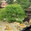 Weeping Japanese Maple 'Viridis' Tree -Plant Seed Store Japanese Maple Viridis FGT 600x600 d113a7fe 33f1 404d 99e8 2a14d71ba060