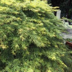 Waterfall Japanese Maple -Plant Seed Store Japanese Maple Waterfalls 1