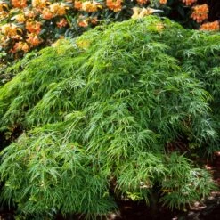 Waterfall Japanese Maple -Plant Seed Store Japanese Maple Waterfalls 2