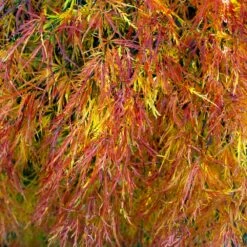 Waterfall Japanese Maple -Plant Seed Store Japanese Maple Waterfalls 4