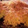 Waterfall Japanese Maple -Plant Seed Store Japanese Maple Waterfalls FGT 600x600 18e9b23e 2c75 4832 8887 fa7bdd6affbc