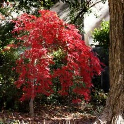 Red Select Japanese Maple Tree -Plant Seed Store Japanese Red Select 1