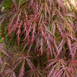 Red Select Japanese Maple Tree -Plant Seed Store Japanese Red Select 3