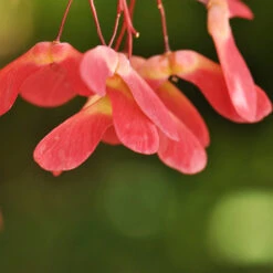 Red Select Japanese Maple Tree -Plant Seed Store Japanese Red Select 4