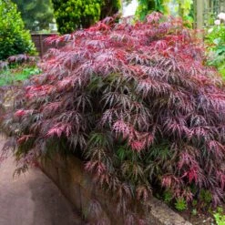 Red Select Japanese Maple Tree -Plant Seed Store Japanese Red Select 5