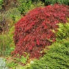 Red Select Japanese Maple Tree 2 Red Select Japanese Maple Tree -Plant Seed Store Japanese Red Select FGT 600x600 e681328f 155b 4525 91ed 70b18f0791b9