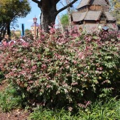 Jazz Hands® Variegated Loropetalum 8 Jazz Hands® Variegated Loropetalum -Plant Seed Store Jazz Hands loropetalum 1 FGT