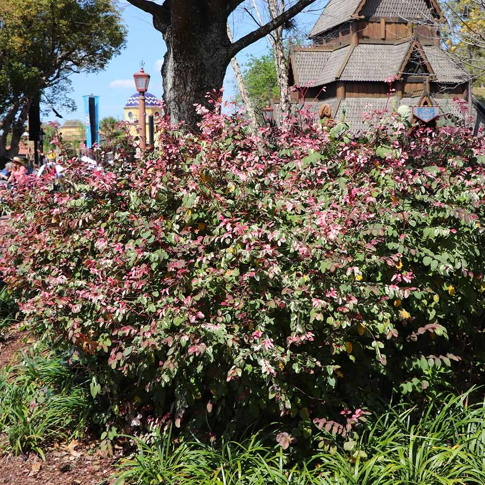 Jazz Hands® Variegated Loropetalum 5 Jazz Hands® Variegated Loropetalum - Image 3