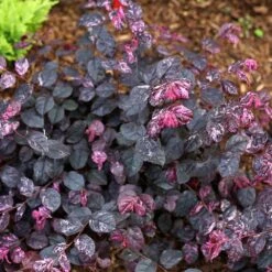 Jazz Hands® Variegated Loropetalum 9 Jazz Hands® Variegated Loropetalum -Plant Seed Store Jazz Hands loropetalum 4 FGT