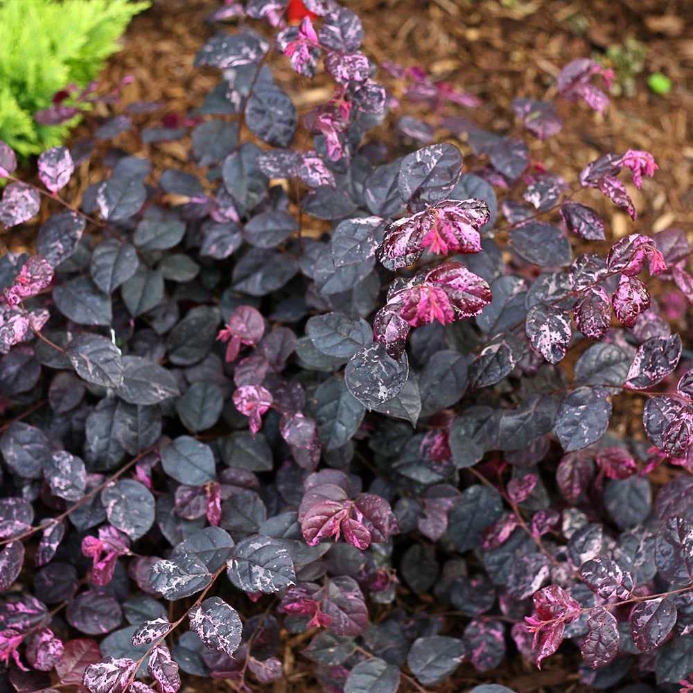 Jazz Hands® Variegated Loropetalum 6 Jazz Hands® Variegated Loropetalum - Image 4