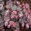 Jazz Hands® Variegated Loropetalum -Plant Seed Store Jazz Hands loropetalum FGT 600x600 b01d4577 f755 43d0 a7d1 92bed4195281
