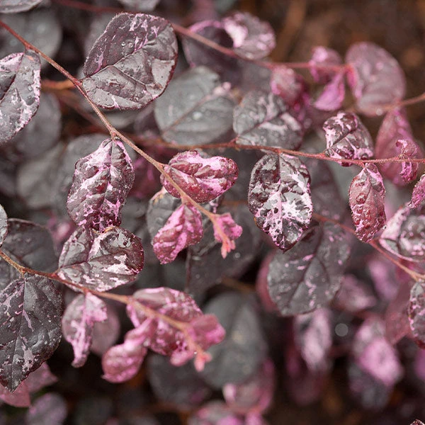 Jazz Hands® Variegated Loropetalum 3 Jazz Hands® Variegated Loropetalum