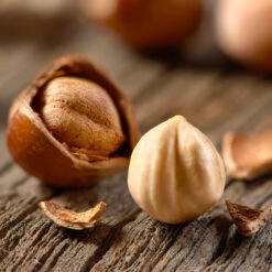Jefferson Filbert Hazelnut Tree -Plant Seed Store Jefferson Filbert Hazelnut 1 FGT