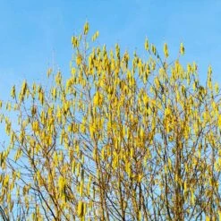 Jefferson Filbert Hazelnut Tree -Plant Seed Store Jefferson Filbert Hazelnut 4